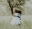 Gras, Pflanze, Umarmen, Person, Baum